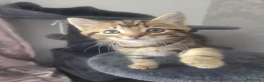 Persian 3