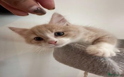 Maine Coon cats for sale: Maine coon mix fluffy grey and creme kittens - Image 6