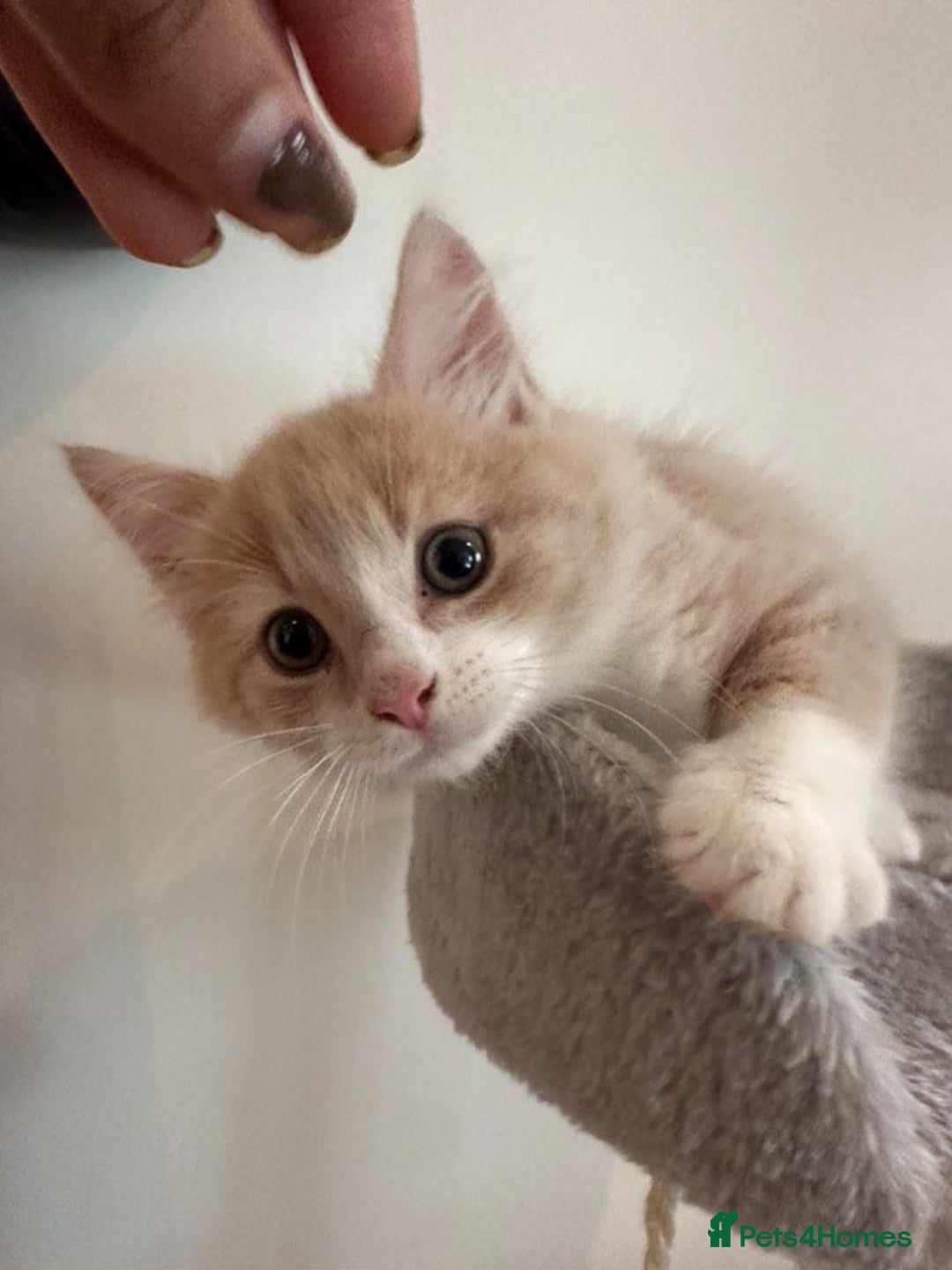 Maine Coon cats for sale: Maine coon mix fluffy grey and creme kittens - Image 6