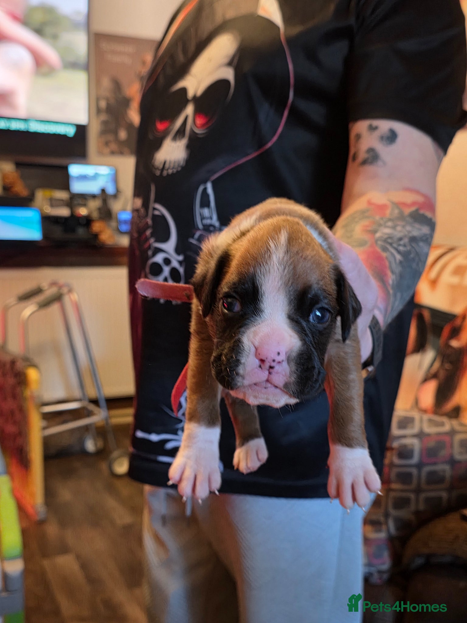 Boxer dogs Kc boxers for sale - Advert 1