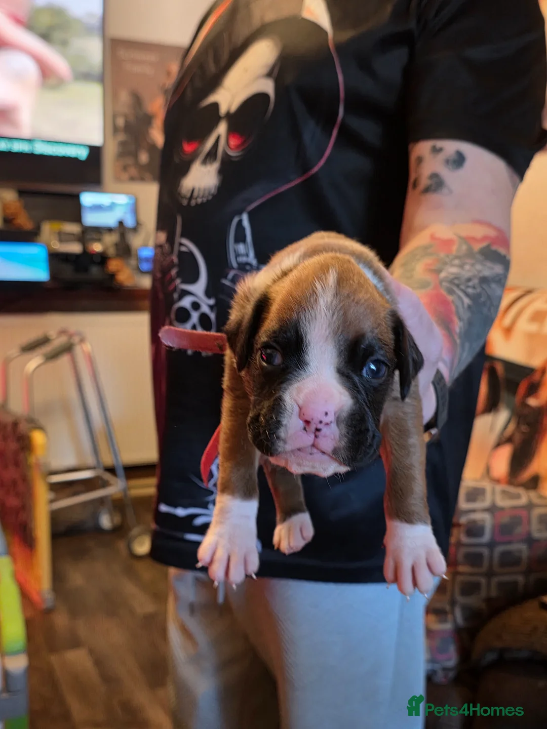 Boxer dogs for sale: Kc boxers for sale - Advert 2