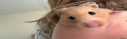 Hamster rodents for sale: two female hamsters for sale  in Newcastle upon Tyne - Advert 4