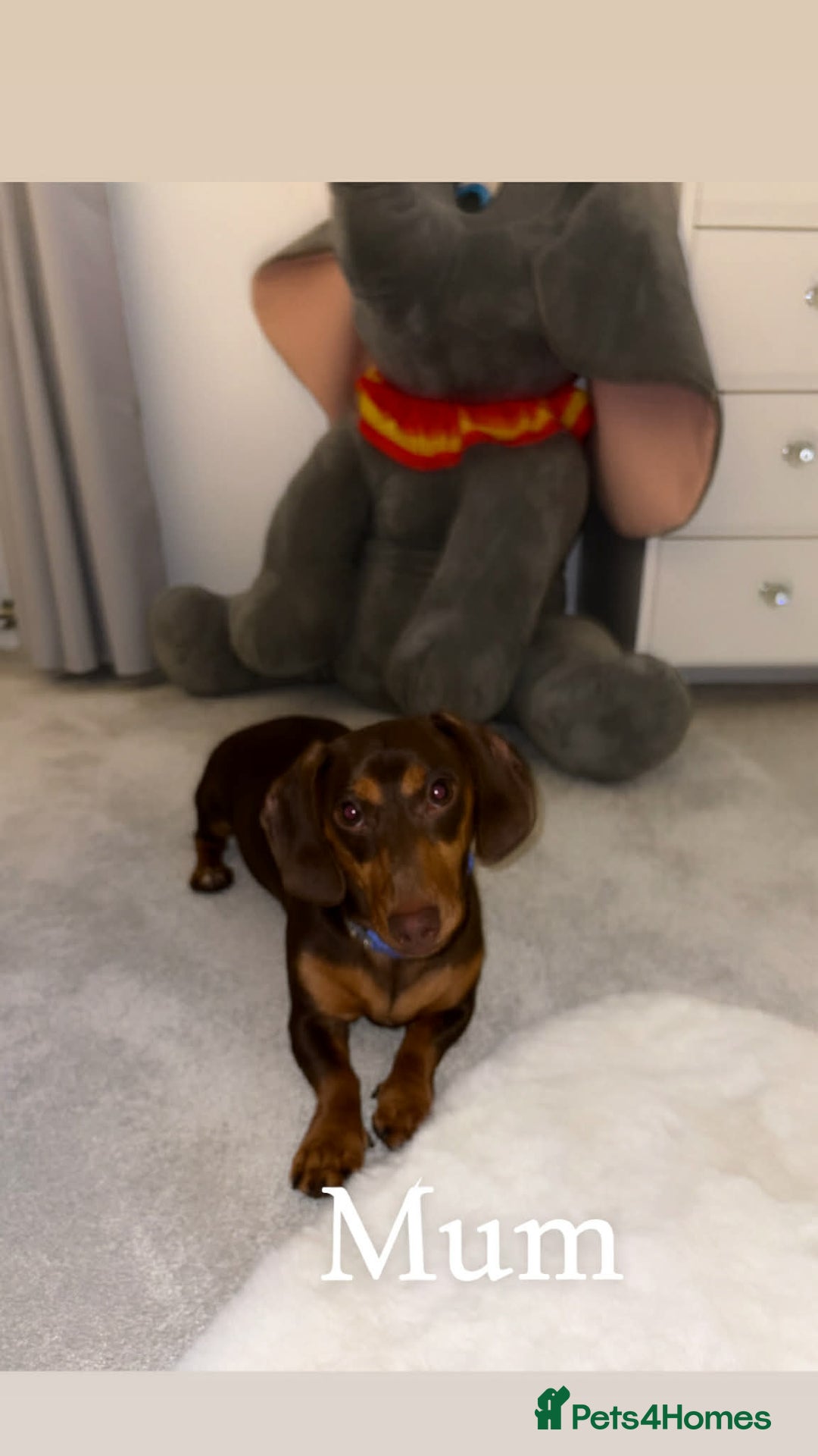 Miniature Dachshund dogs for sale: Mini daschund puppies - Advert 5