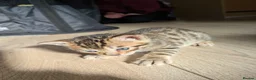 Mixed Breed cats for sale: Beautiful half Bengal kittens - Advert 7