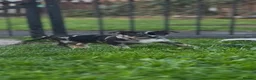 American Bully dogs for sale: READY NOW 9 beautiful ABKC pocket bullies - Advert 8