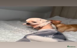 Chiweenie dogs for sale: chiweenie (dachshund x chihuahua) puppies - Image 7