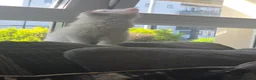 Maine Coon cats for sale: Main coon  - Advert 3