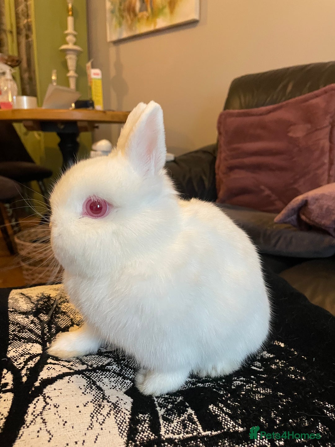 Netherland Dwarf rabbits for sale: NETHERLAND DWARF RABBITS  - Advert 1