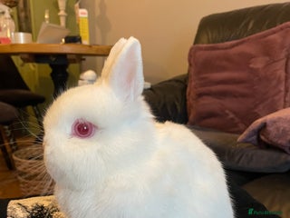 Netherland Dwarf rabbits NETHERLAND DWARF RABBITS - Advert 19