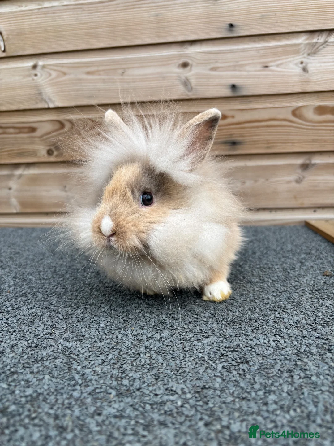 Lionhead rabbits for sale: Vienna marked lionhead doe - Advert 3