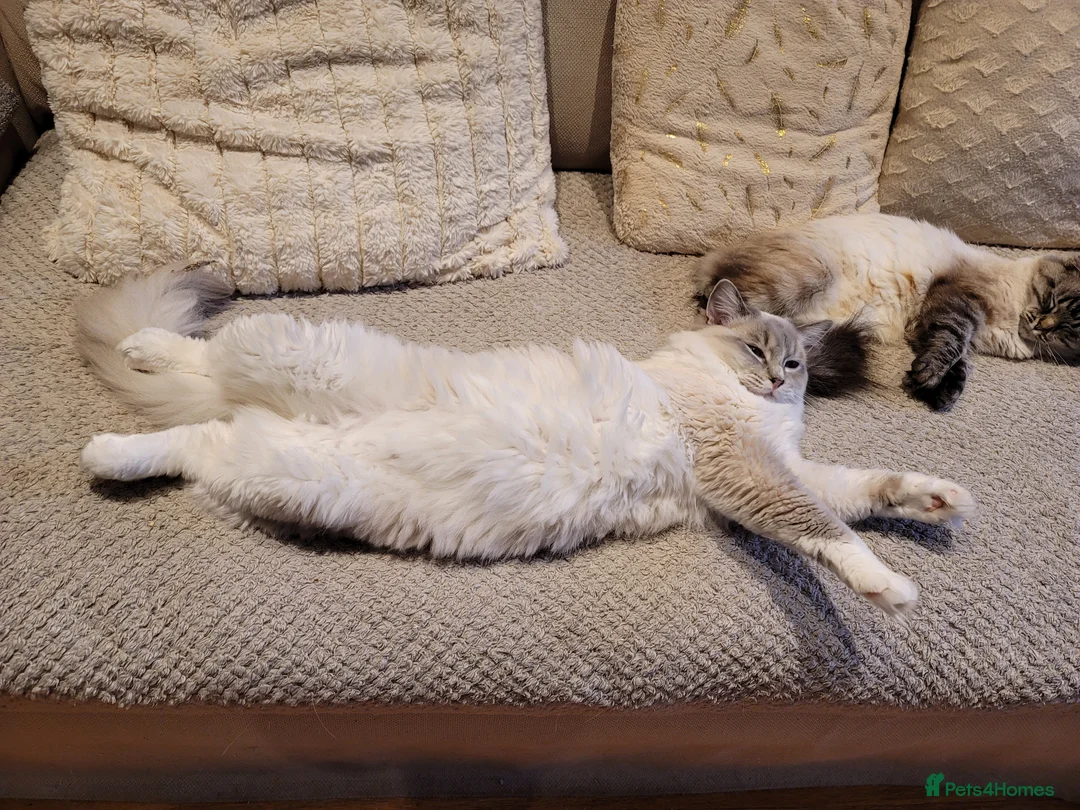 Ragdoll cats for stud: GCCF/TICA Active ragdoll stud. 3 visits in Farnborough - Advert 5