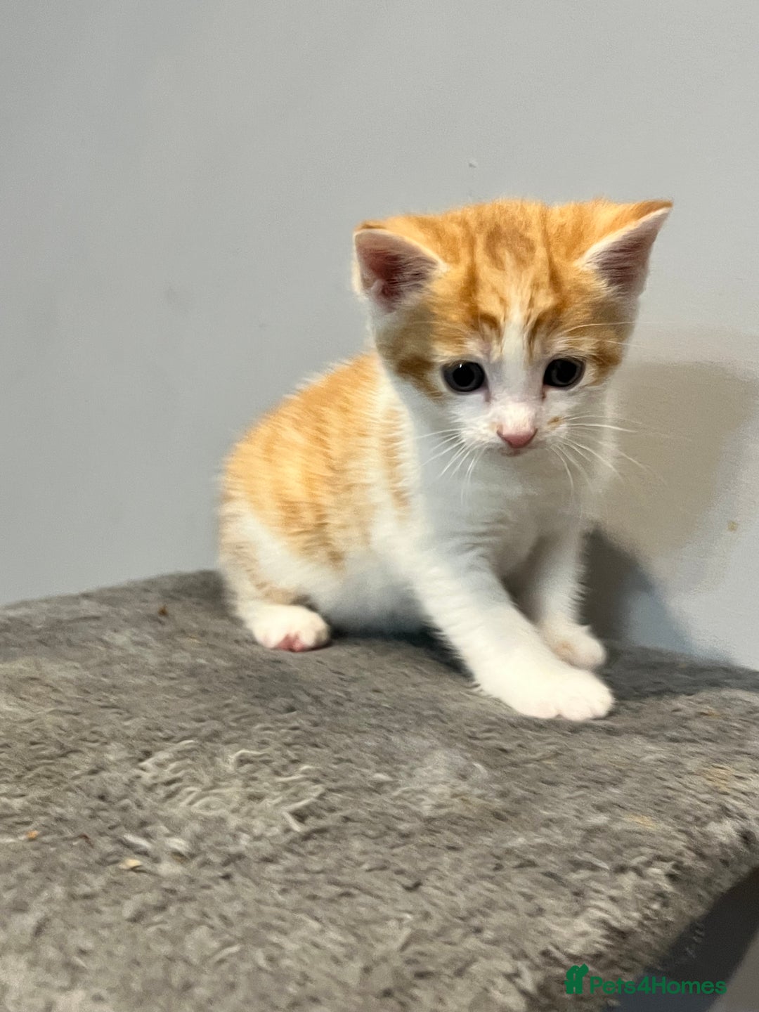 Mixed Breed cats for sale: Mixed kittens ginger calico tabby - Image 10