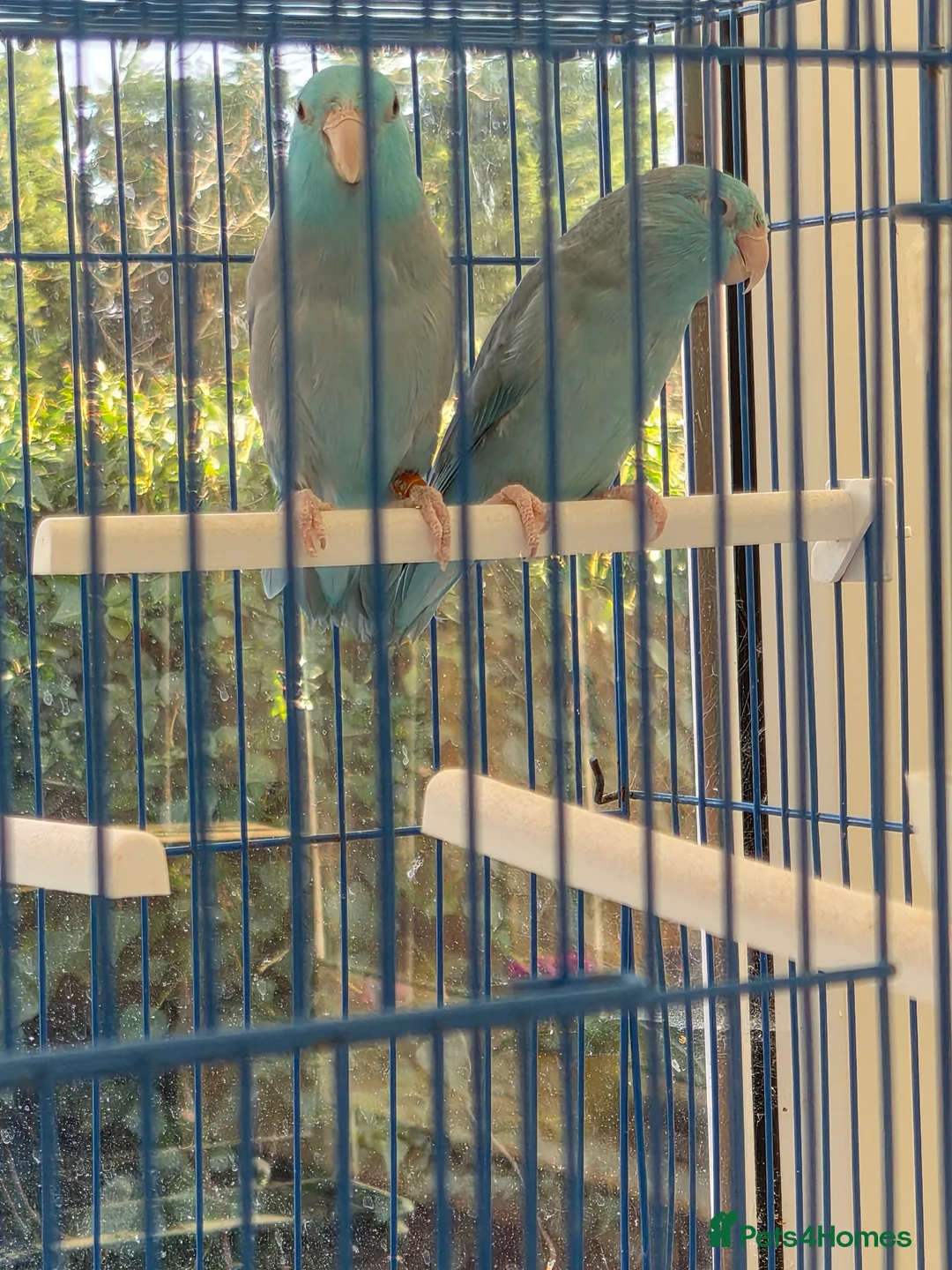 Parakeets birds for sale: Parrotlets breeding pair - Advert 1