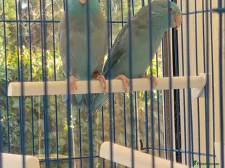 Parakeets birds Parrotlets breeding pair - Advert 1