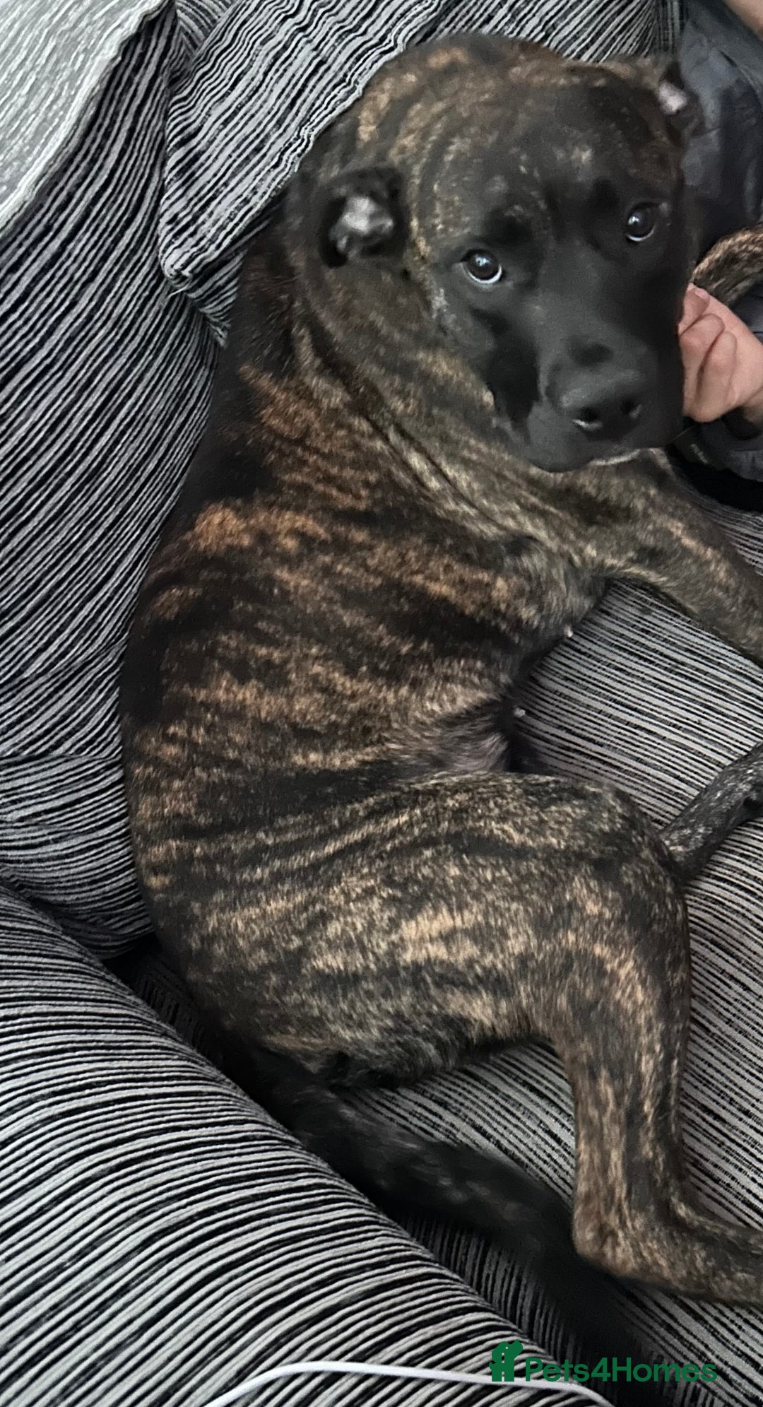 Mixed Breed dogs for sale: Presa Canario Cross Female  - Image 3