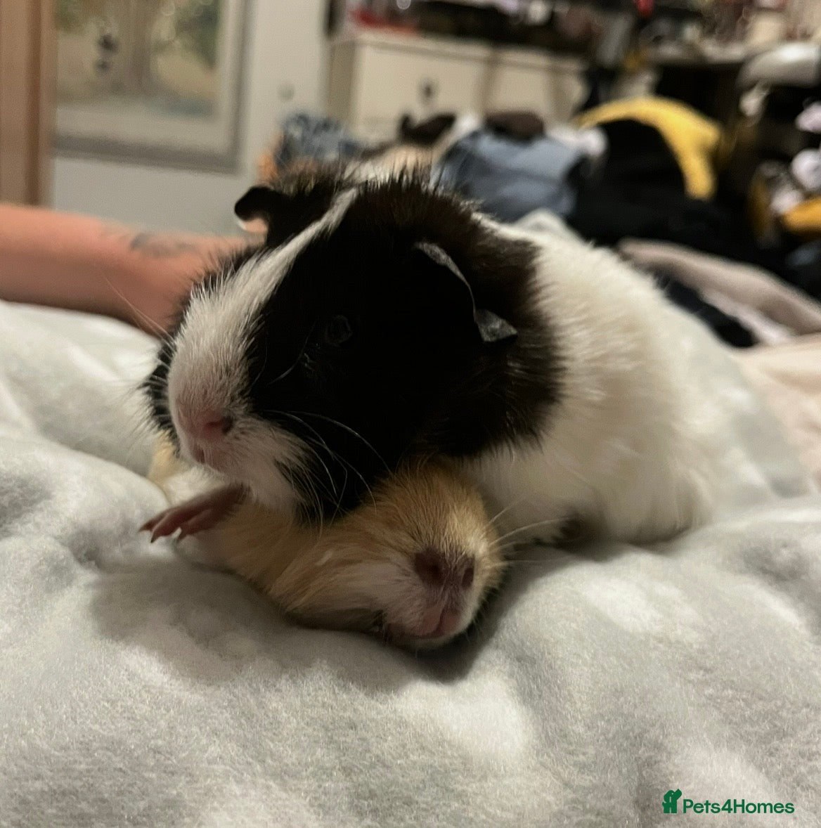 Guinea Pig rodents *EVERYTHING INCLUDED* Pair of female guinea pigs - Advert 15