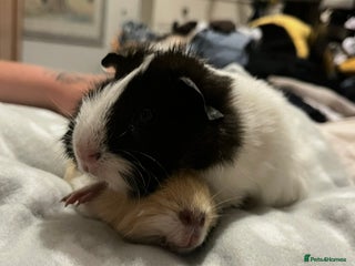 Guinea Pig rodents *EVERYTHING INCLUDED* Pair of female guinea pigs - Advert 15