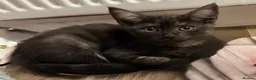Maine Coon cats for sale: Maine Coon  - Advert 17