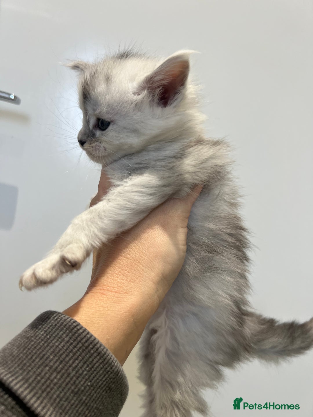 Maine Coon cats for sale: Maine Coon kitten black silver tabby boy stunning  - Advert 5