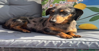 Mixed Breed dogs - Advert 12