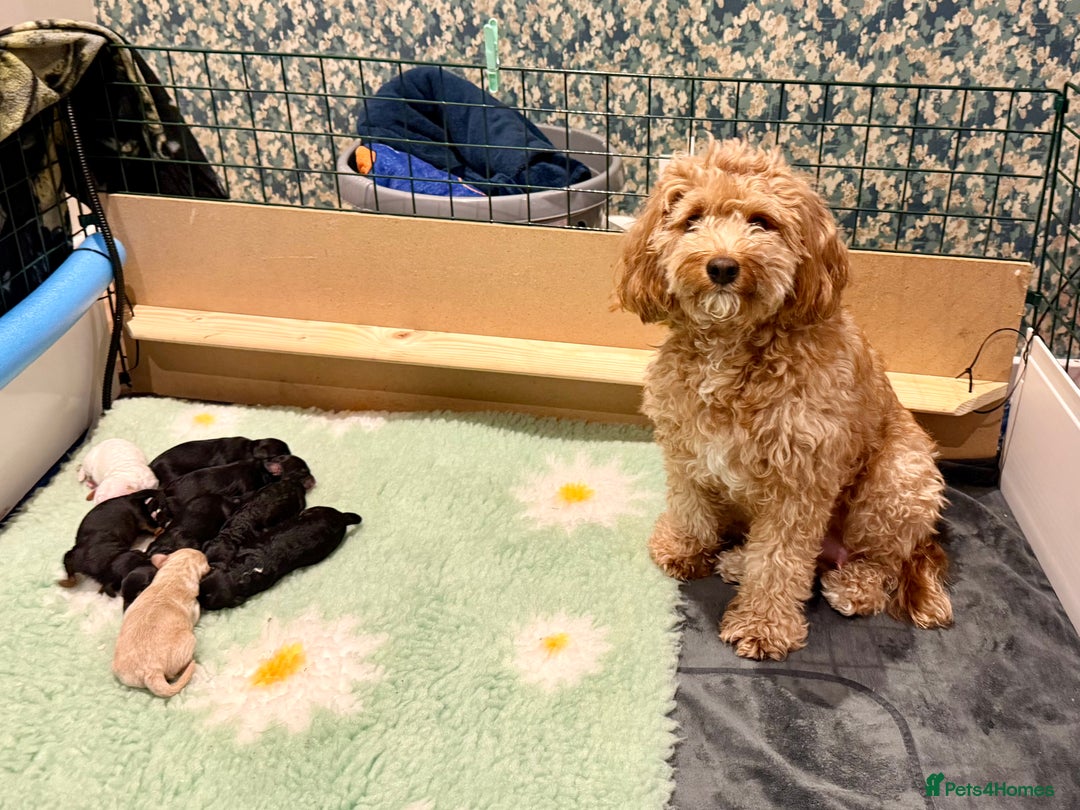 Cavapoo dogs for sale: Beautiful F1b Cavapoo Puppies - Advert 1