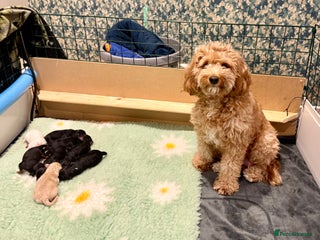 Cavapoo dogs Beautiful F1b Cavapoo Puppies - Advert 1