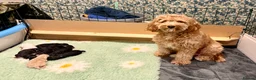 Cavapoo dogs for sale: Beautiful F1b Cavapoo Puppies - Only 3 left  - Advert 1