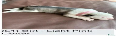 (L1) Girl - Light Pink Collar