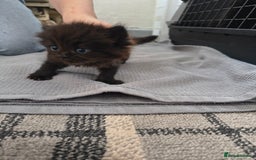 Persian cats for sale: Exotic Persian x ragx - Image 5