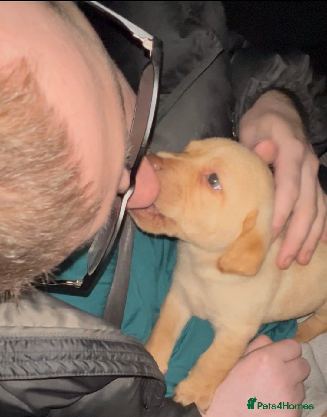 Labrador Retriever dogs for sale: Labrador Puppies - Advert 22