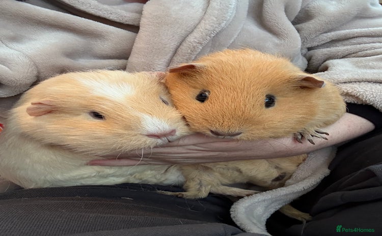 Guinea Pig rodents 2x Female Guinea pigs + Set up - Advert 1