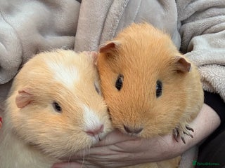 Guinea Pig rodents 2x Female Guinea pigs + Set up - Advert 1