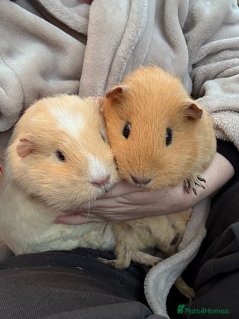 Guinea Pig rodents 2x Female Guinea pigs + Set up - Advert 1