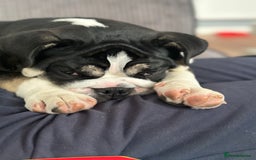 English Bulldog dogs for sale: Fully intact female english bulldog - Image 4