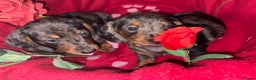 Dachshund dogs for sale: Beautiful dachshund puppy  - Advert 2