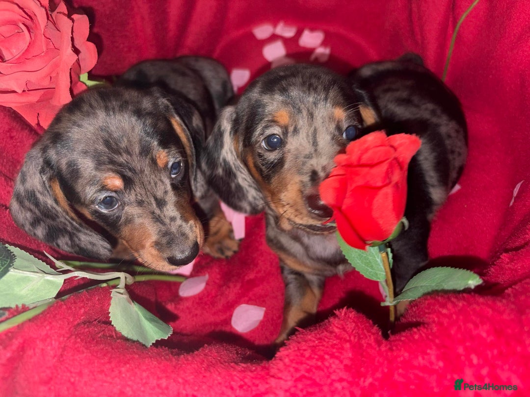 Dachshund dogs for sale: Beautiful dachshund puppy  - Advert 2