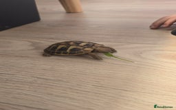 Tortoise reptiles for sale: Dwarf Hermann's tortoise - Image 4