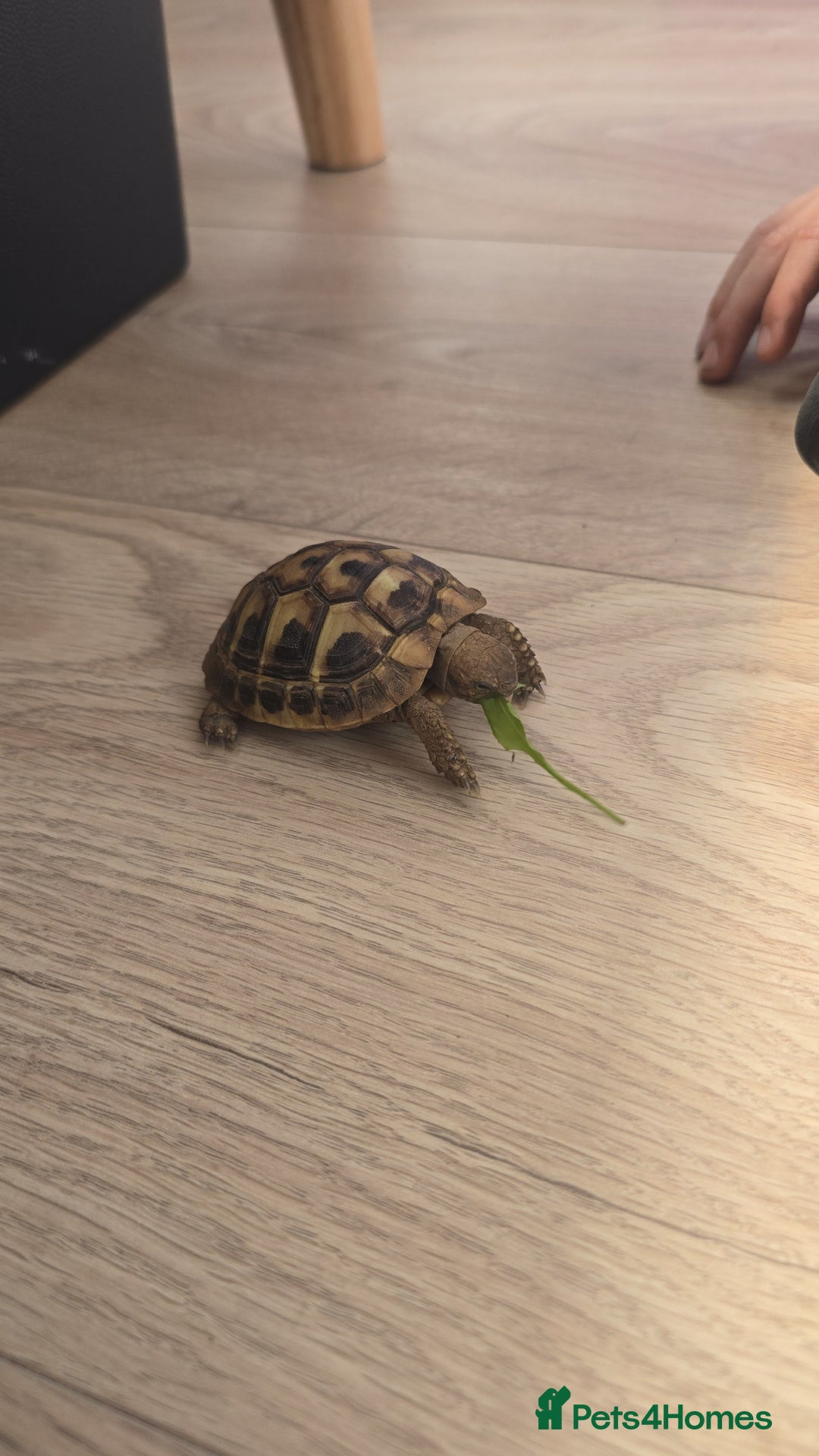 Tortoise reptiles for sale: Dwarf Hermann's tortoise - Image 4