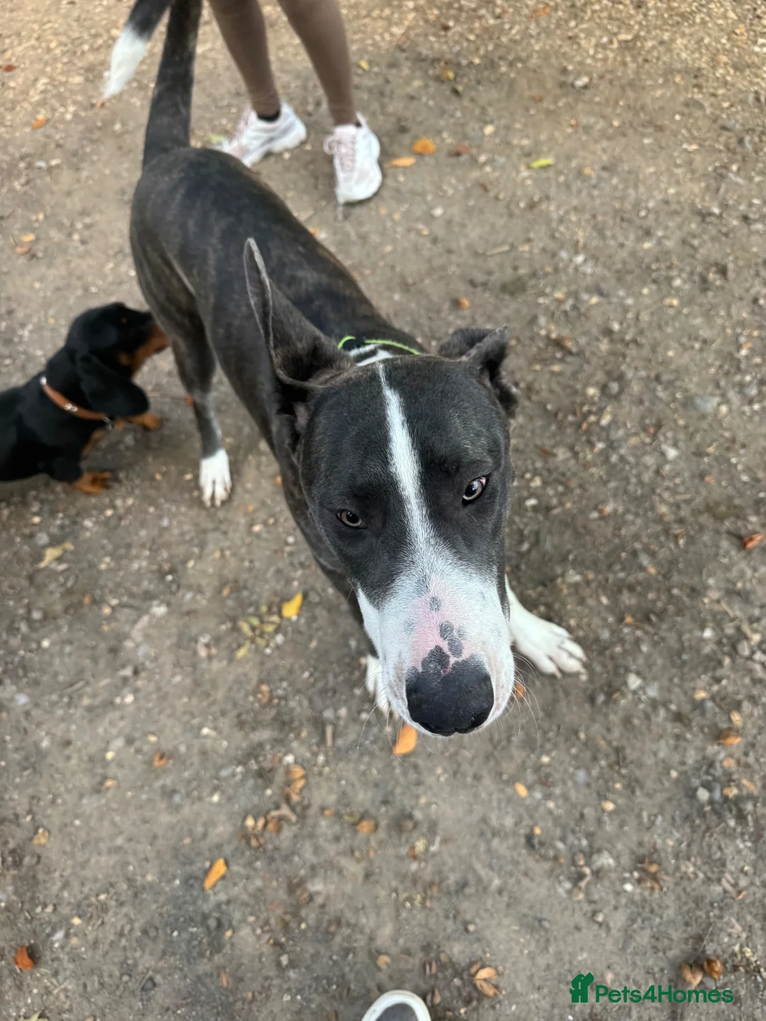 Mixed Breed dogs for sale: German Shepherd x Staff Boy 7 months - Advert 3