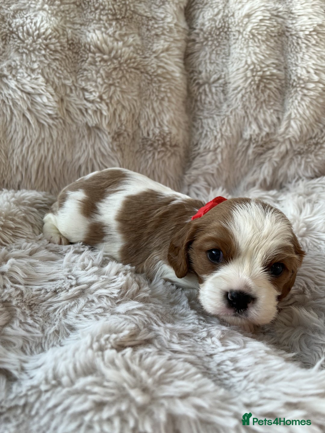 Cavalier King Charles Spaniel dogs for sale: Chocolate Carriers KC Vet Health Checked - Advert 7