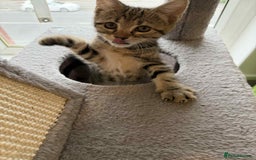 Mixed Breed cats for sale: Adorable Kittens Looking for Forever Homes! 🐱💕 - Image 9