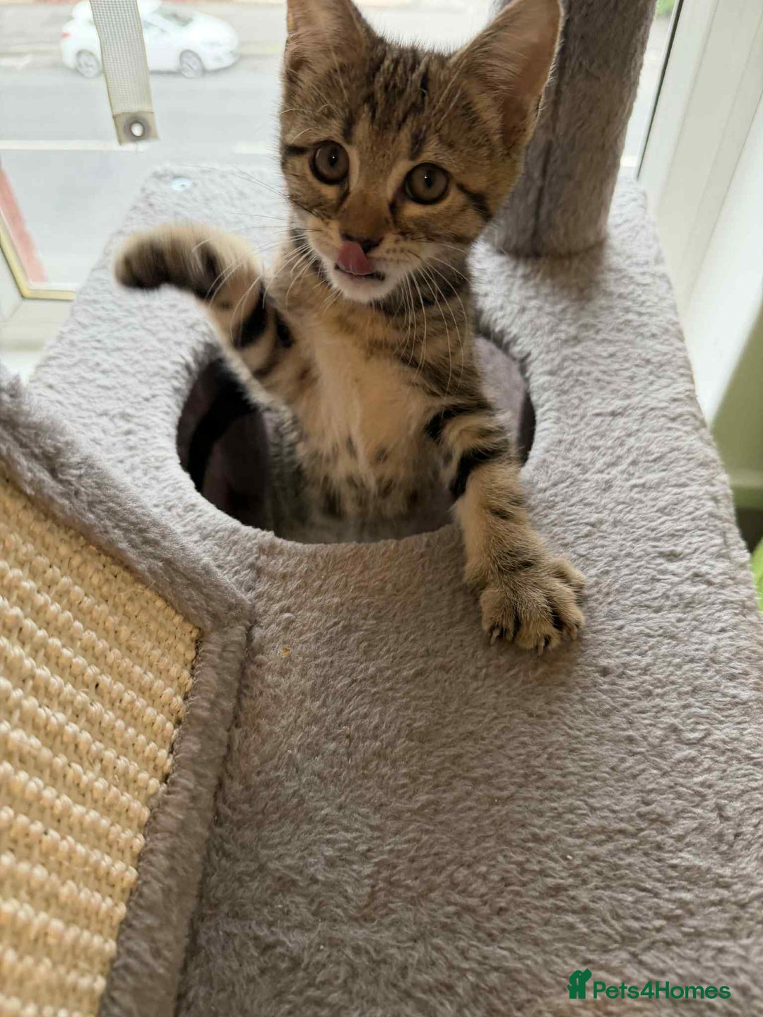 Mixed Breed cats for sale: Adorable Kittens Looking for Forever Homes! 🐱💕 - Image 9