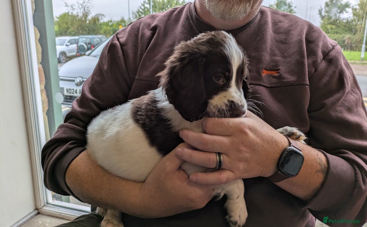 English Springer Spaniel dogs - Advert 17