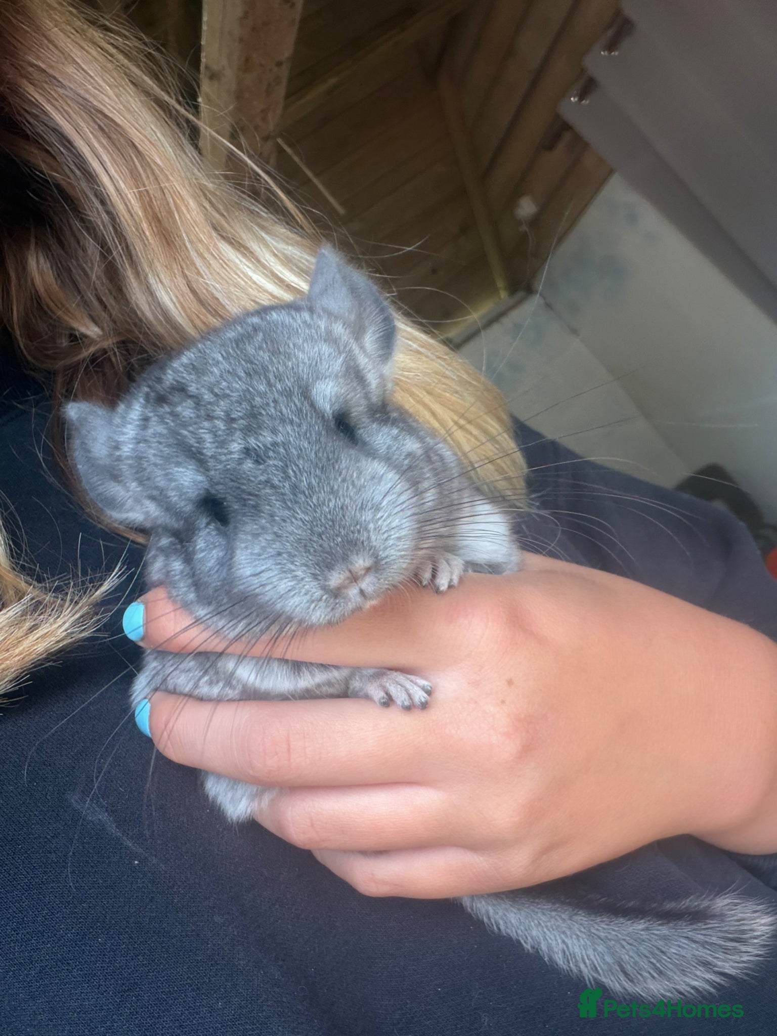 Chinchilla rodents 3 Gorgeous Tame Baby Chinchillas - Advert 1