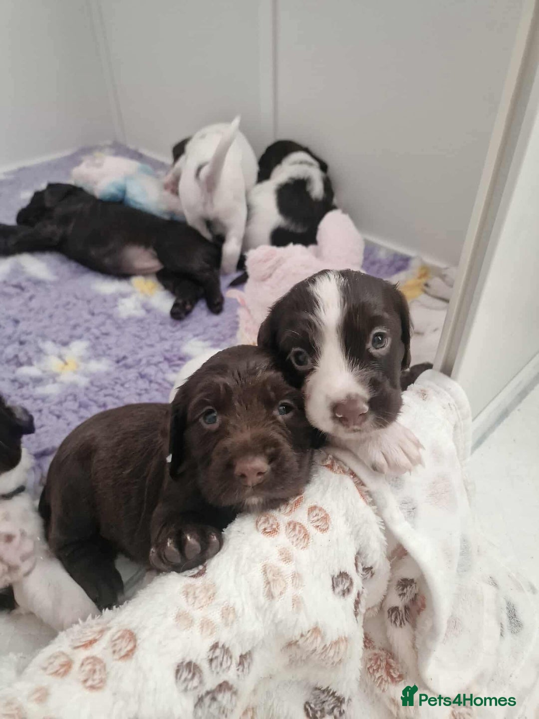 Sprocker dogs for sale: Sprockers for sale  - Image 4
