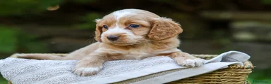 Cockapoo 7