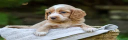 Cockapoo dogs for sale: 7 Beautiful F1 Cockapoo’s  - Advert 11