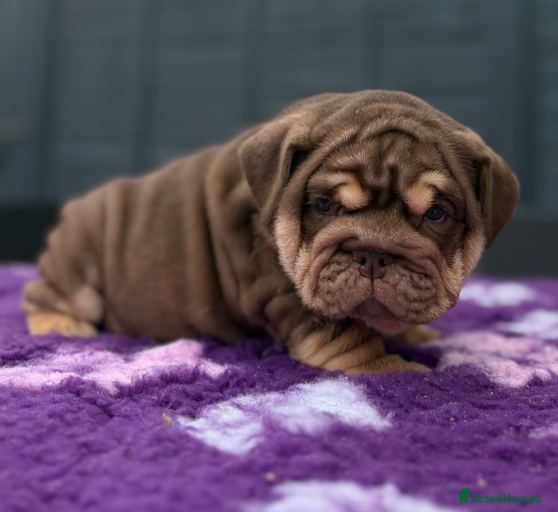 English Bulldog dogs *** TOP QUALITY ENGLISH BULLDOG PUPPIES *** - Advert 1