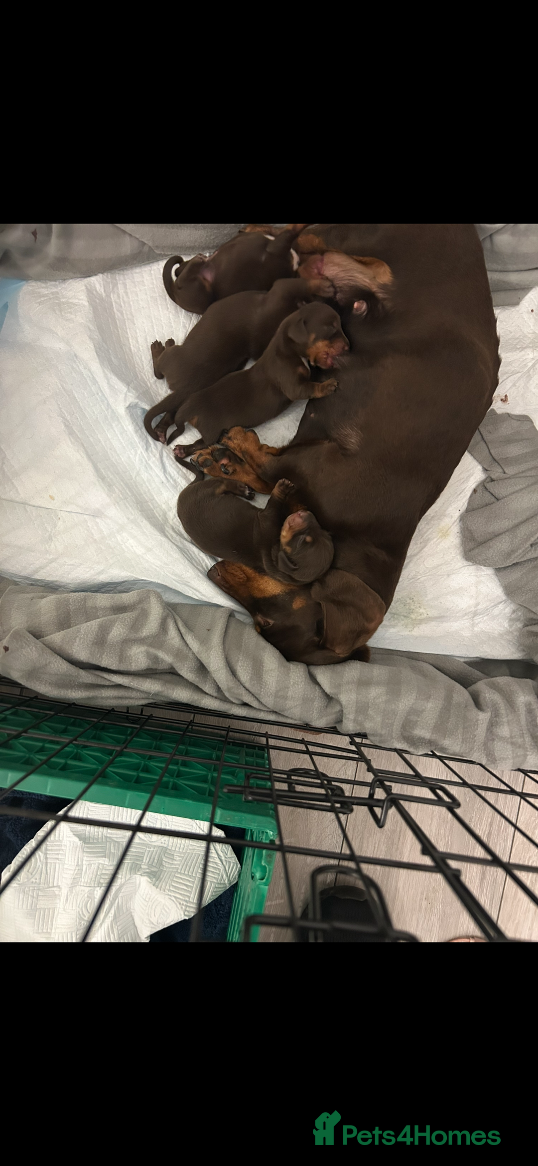 Miniature Dachshund dogs for sale: Kc registered health tested miniature dachshund  - Image 11