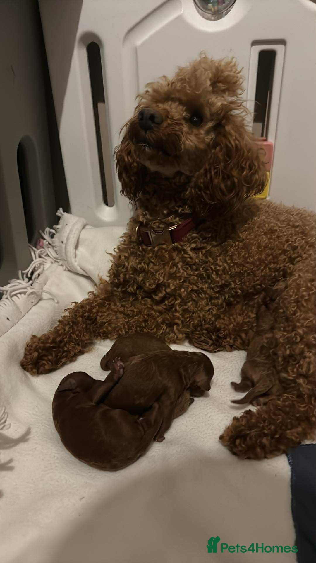 Toy Poodle dogs for stud: Vinnie the little king ❤️ - Advert 6